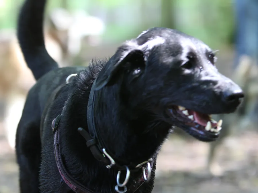 Schwarzer Labrador beim Waldspaziergang mit den Hundeverstehern