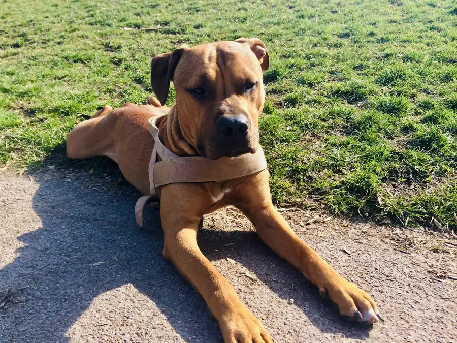 Hund genießt entspannt die Sonne auf der Wiese, Die Hundeversteher Stuttgart