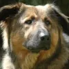 Herdenschutzhund Buddy, Erfolgsgeschichte Rückruf der Hundeversteher Stuttgart
